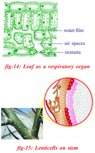 AP SSC 10th Class Biology Important Questions Chapter 2 Respiration 24