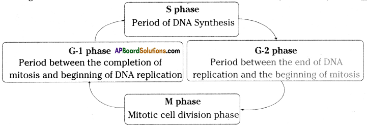 AP SSC 10th Class Biology Solutions Chapter 6 Reproduction - The Generating System 5