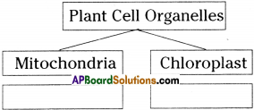 AP Board 9th Class Biology Important Questions Chapter 1 Cell its Structure and Functions Important Questions 12