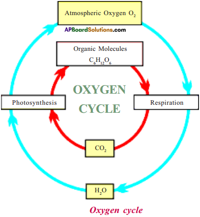 AP Board 9th Class Biology Important Questions Chapter 11 Bio Geo Chemical Cycles 3