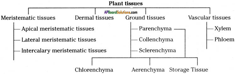 AP Board 9th Class Biology Important Questions Chapter 2 Plant Tissues 8
