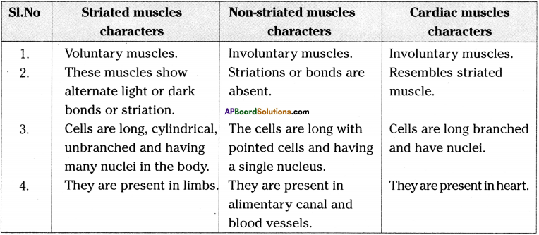 AP Board 9th Class Biology Important Questions Chapter 3 Animal Tissues 6