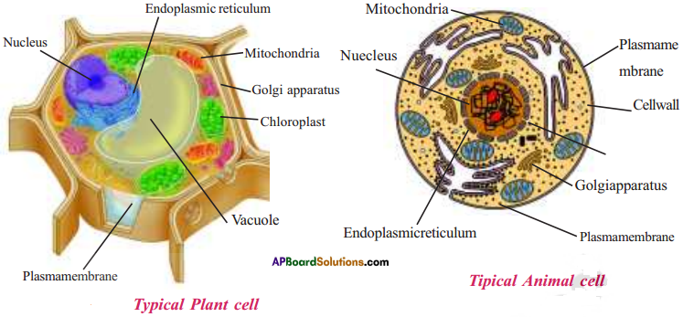 AP Board Class 9 Biology Chapter 1 Cell its Structure and Functions  Textbook Solutions PDF: Download Andhra Pradesh Board STD 9th Biology  Chapter 1 Cell its Structure and Functions Book Answers ~