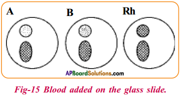 AP Board 9th Class Biology Solutions Chapter 3 Animal Tissues 10