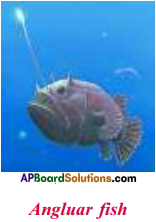 AP Board 9th Class Biology Solutions Chapter 9 Adaptations in Different Ecosystems 3