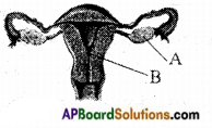 AP Board 8th Class Biology Important Questions Chapter 4 Reproduction in Animals 8