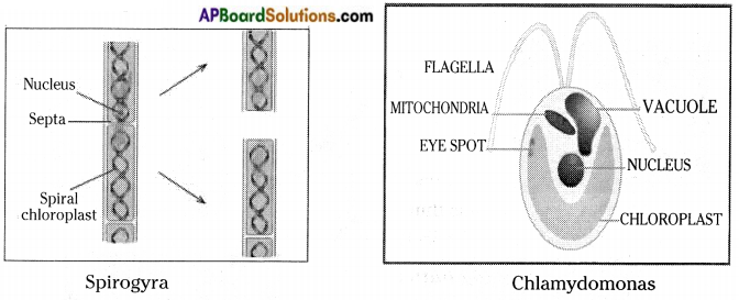 AP Board 8th Class Biology Solutions Chapter 3 Story of Microorganisms I 1