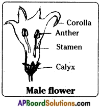 AP Board 8th Class Biology Solutions Chapter 4 Reproduction in Animals 21