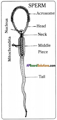 AP Board 8th Class Biology Solutions Chapter 4 Reproduction in Animals 6