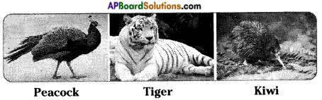 AP Board 8th Class Biology Solutions Chapter 6 Biodiversity and its Conservation 8