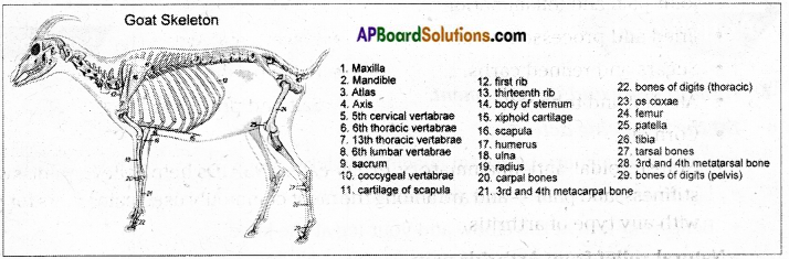 AP Board 6th Class Science Solutions Chapter 12 Movement and Locomotion 8
