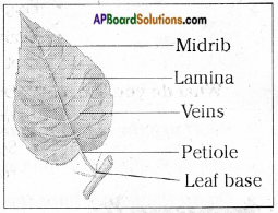 AP Board 6th Class Science Solutions Chapter 2 Knowing About Plants 10