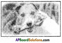 AP Board 6th Class Science Solutions Chapter 3 Animals and their Food 5