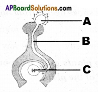 AP Board 7th Class Science Important Questions Chapter 12 Reproduction in Plants 20