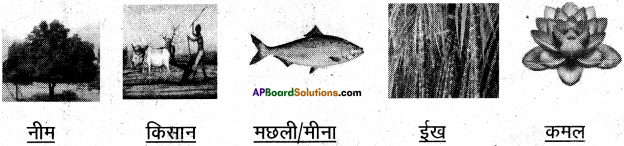 AP Board 6th Class Hindi Solutions Chapter 2 तितली 16