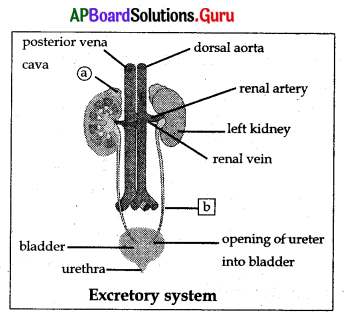 AP 10th Class Biology Bits Chapter 4 Excretion 5
