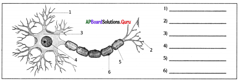 AP 9th Class Biology Bits Chapter 3 Animal Tissues 8