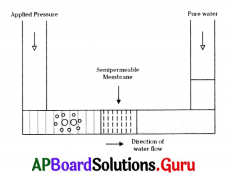 AP 9th Class Biology Bits Chapter 4 Movement of Materials Across the Cell Membrane 3