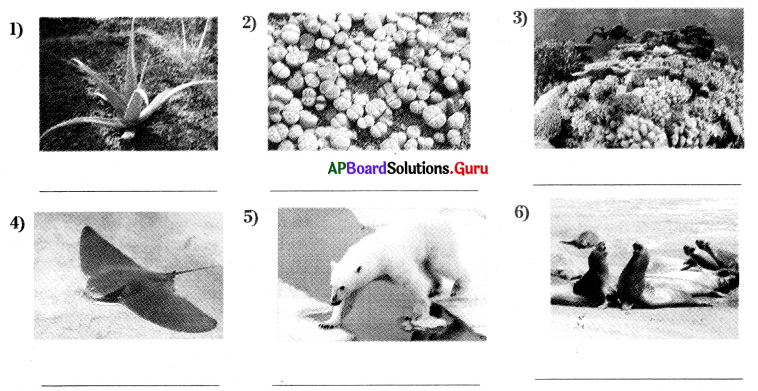 AP 9th Class Biology Bits Chapter 9 Adaptations in Different Ecosystems 1