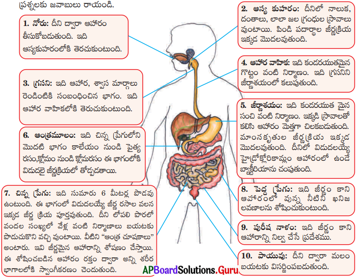AP 7th Class Science Important Questions Chapter 3 జీవులలో పోషణ 5