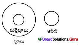 AP Board 7th Class Maths Solutions Chapter 4 రేఖలు మరియు కోణాలు InText Questions 52