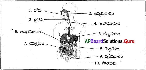 AP Board 7th Class Science Solutions Chapter 3 జీవులలో పోషణ 3