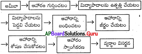 AP Board 7th Class Science Solutions Chapter 3 జీవులలో పోషణ 4