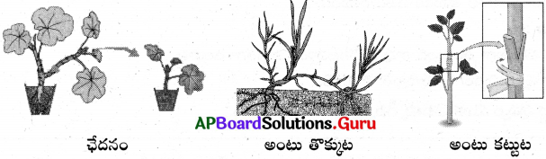 AP Board 7th Class Science Solutions Chapter 7 మొక్కలలో ప్రత్యుత్పత్తి 3