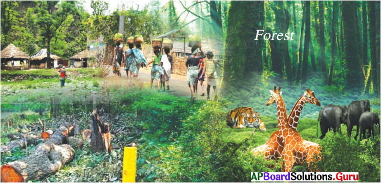 AP Board 7th Class Social Solutions 2nd Lesson Forests 1