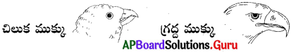 AP 6th Class Science Important Questions Chapter 3 జంతువులు – ఆహారం 1