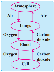 AP 7th Class Science Important Questions 4th Lesson Respiration and Circulation 2