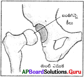 AP Board 6th Class Science Solutions Chapter 12 కదలిక – చలనం 1