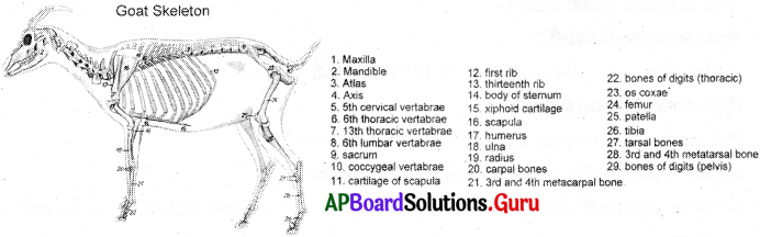 AP Board 6th Class Science Solutions Chapter 12 కదలిక – చలనం 11