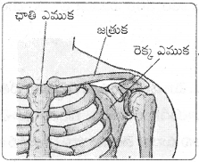 AP Board 6th Class Science Solutions Chapter 12 కదలిక – చలనం 5
