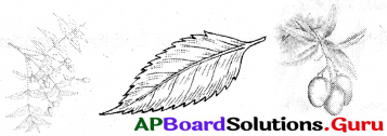 AP Board 6th Class Science Solutions Chapter 2 మొక్కల గురించి తెలుసుకుందాం 15