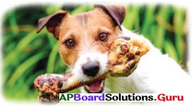 AP Board 6th Class Science Solutions Chapter 3 జంతువులు – ఆహారం 4