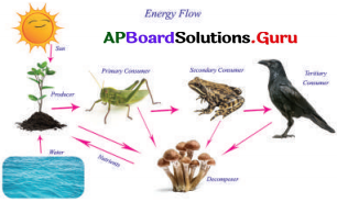 AP Board 6th Class Science Solutions Chapter 3 జంతువులు – ఆహారం 5