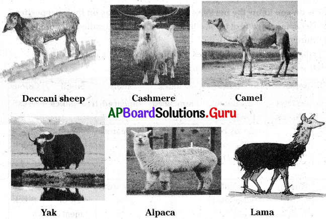 AP Board 7th Class Science Solutions 11th Lesson Fibres and Fabrics – AP  Board Solutions