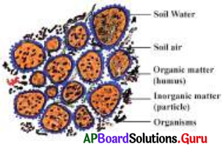 AP Board 7th Class Science Solutions 12th Lesson Soil and Water 8
