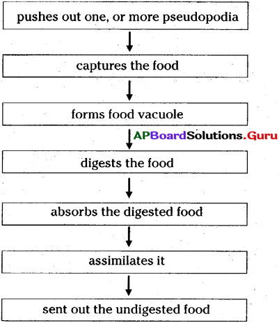 AP Board 7th Class Science Solutions 3rd Lesson Nutrition in Organisms 4