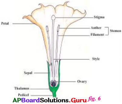 AP Board 7th Class Science Solutions 7th Lesson Reproduction in Plants 3