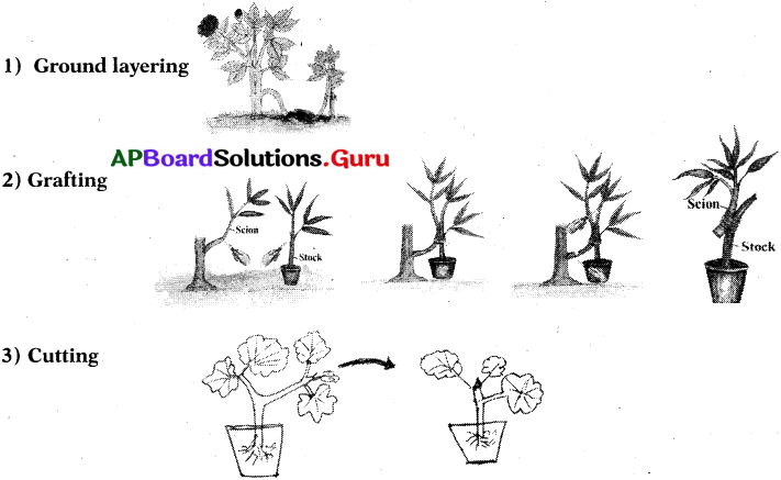 AP Board 7th Class Science Solutions 7th Lesson Reproduction in Plants 4
