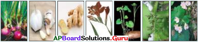 AP Board 7th Class Science Solutions 7th Lesson Reproduction in Plants 5