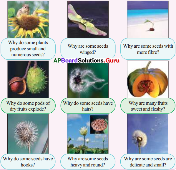 AP Board 7th Class Science Solutions 7th Lesson Reproduction in Plants 9