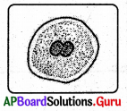 AP Board 8th Class Biology Solutions Chapter 4 జంతువులలో ప్రత్యుత్పత్తి 21