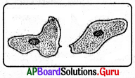 AP Board 8th Class Biology Solutions Chapter 4 జంతువులలో ప్రత్యుత్పత్తి 25