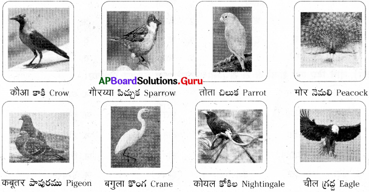 AP Board 7th Class Hindi Solutions 2nd Lesson होशियार कौआ 7