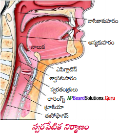 AP 8th Class Physical Science Important Questions 6th Lesson ధ్వని 1