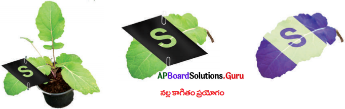 AP Board 10th Class Biology Solutions 1st Lesson పోషణ – ఆహార సరఫరా వ్యవస్థ 21