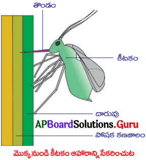 AP Board 10th Class Biology Solutions 3rd Lesson ప్రసరణ – పదార్థ రవాణా వ్యవస్థ 3